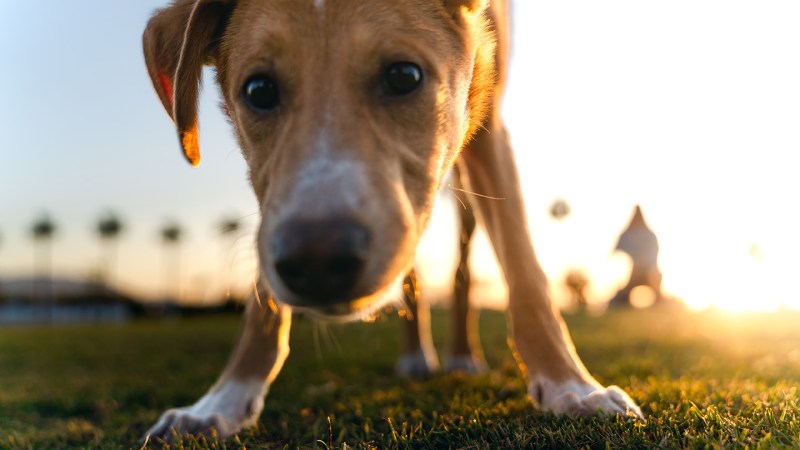 How science can help you train your puppy