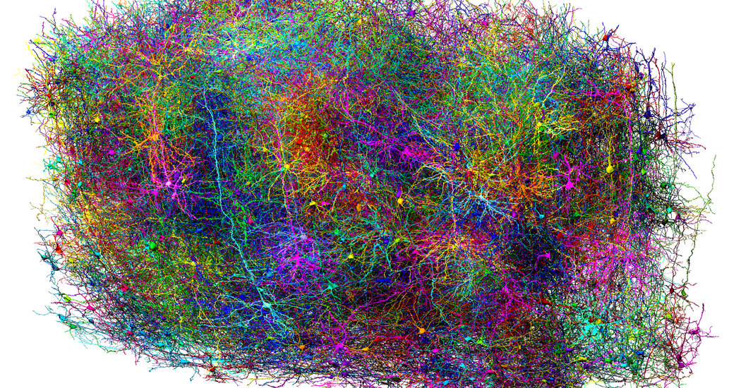 Scientists Map Miles of Wiring in a Speck of Mouse Brain