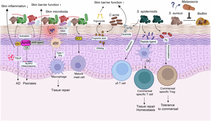 Conversation between skin microbiota and the host: from early life to adulthood