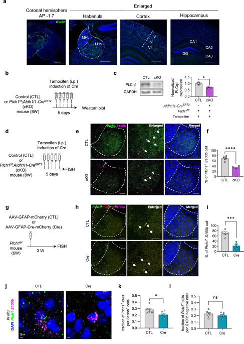 Role of phospholipase Cη1 in lateral habenula astrocytes in depressive-like behavior in mice