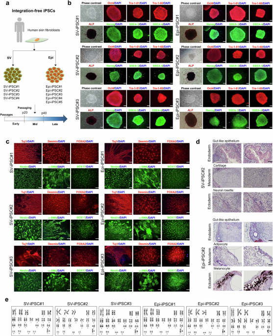 Tracing genomic instability in induced mesenchymal stromal cell manufacture: an integration-free transfection approach
