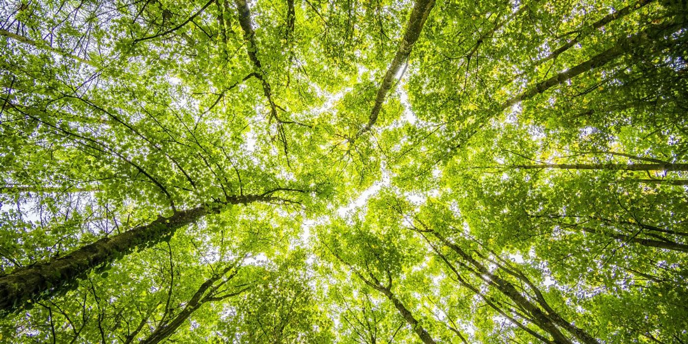 More Neighbourhood Trees Linked to Reduced Mortality