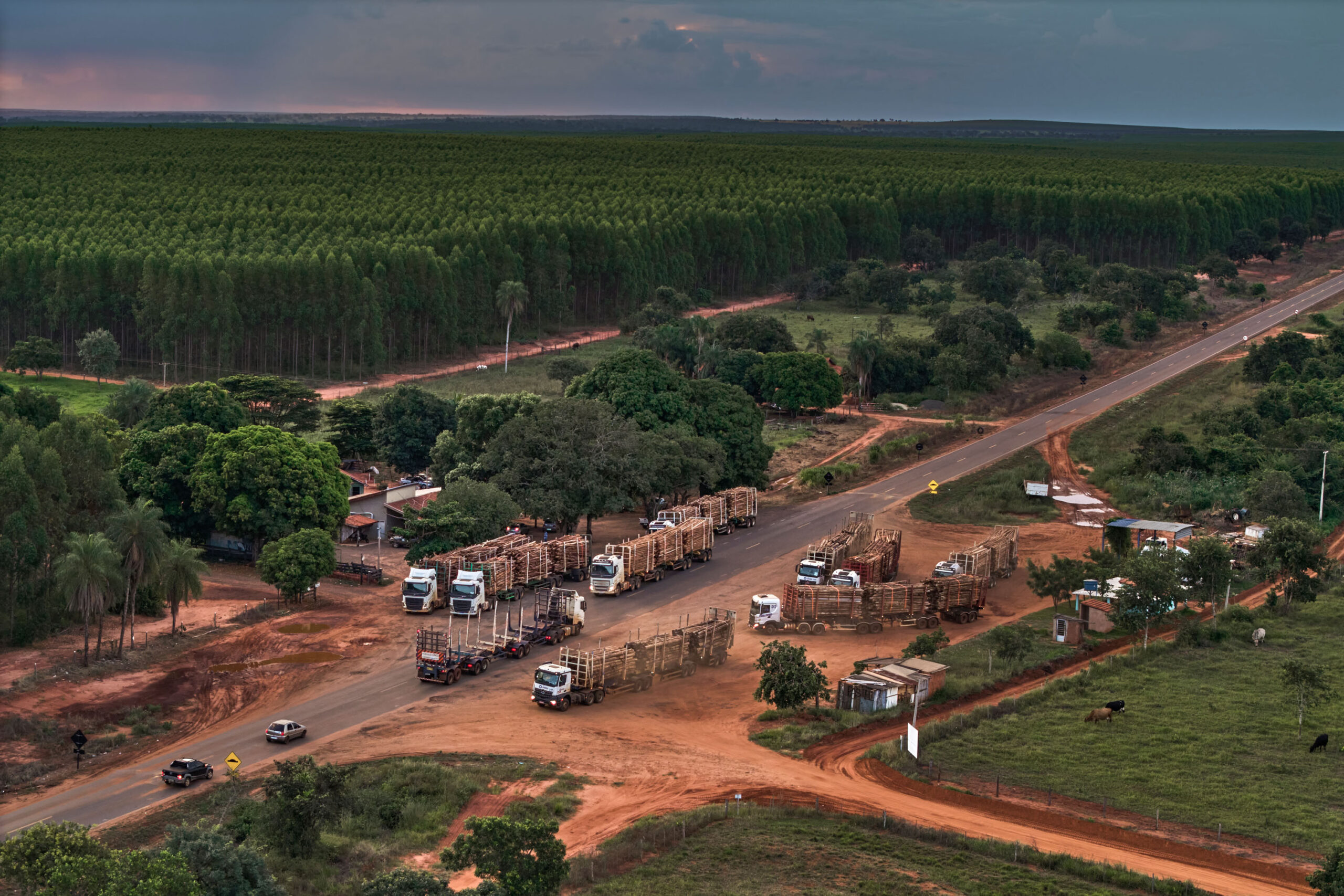 Inside the controversial tree farms powering Apple’s carbon neutral goal