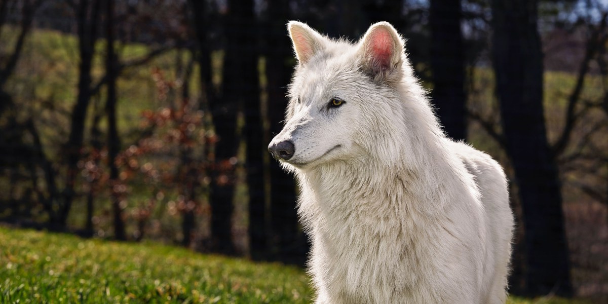 Game of clones: Colossal’s new wolves are cute but are they dire?