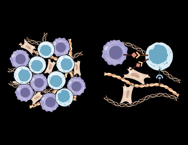 Spatial genomics: Mapping the landscape of fibrosis | Science Translational Medicine