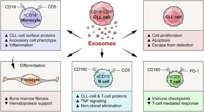 CLL cell-derived exosomes alter the immune and hematopoietic systems