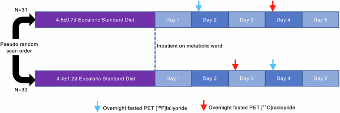 Striatal dopamine tone is positively associated with adiposity in humans as determined by PET using dual dopamine type-2 receptor antagonist tracers