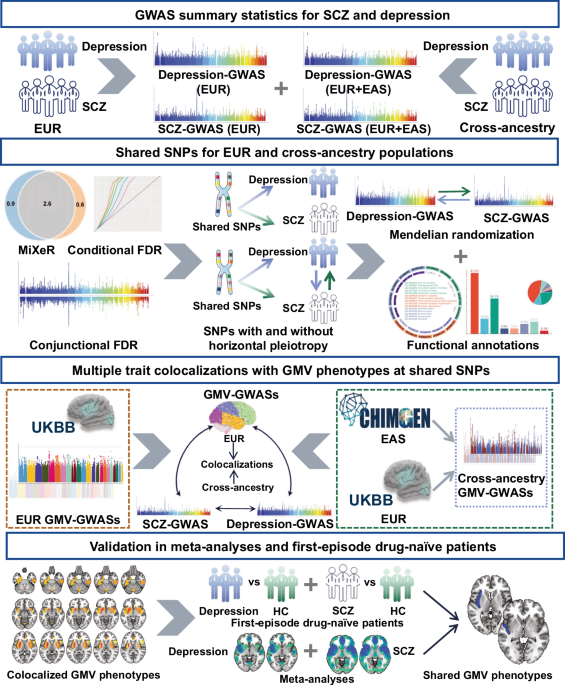 Genetic and neural mechanisms shared by schizophrenia and depression