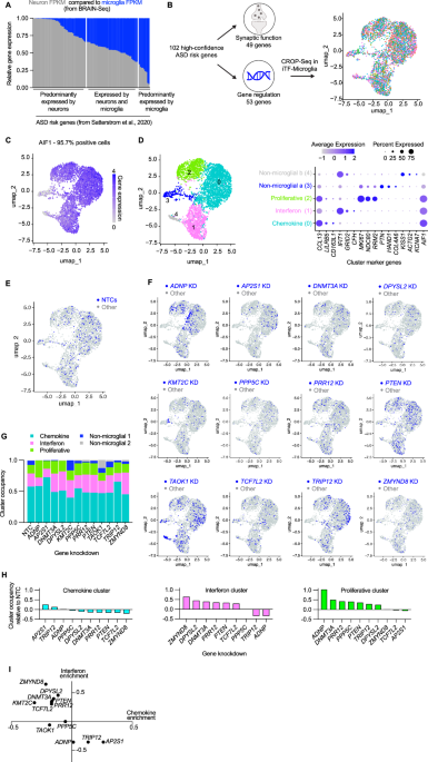 CRISPRi-based screen of autism spectrum disorder risk genes in microglia uncovers roles of ADNP in microglia endocytosis and synaptic pruning