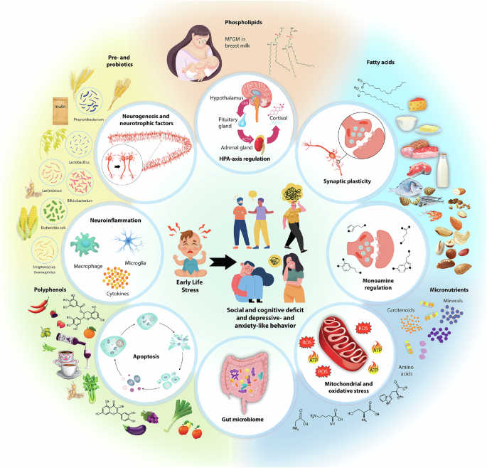 Nutritional interventions to counteract the detrimental consequences of early-life stress
