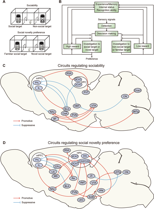 Brain circuits that regulate social behavior