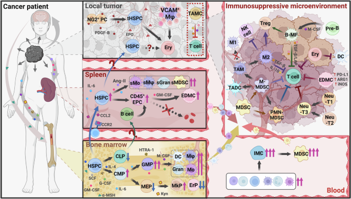 Deciphering cancer complexity: perspective on hematopoietic remodeling-mediated immunosuppression