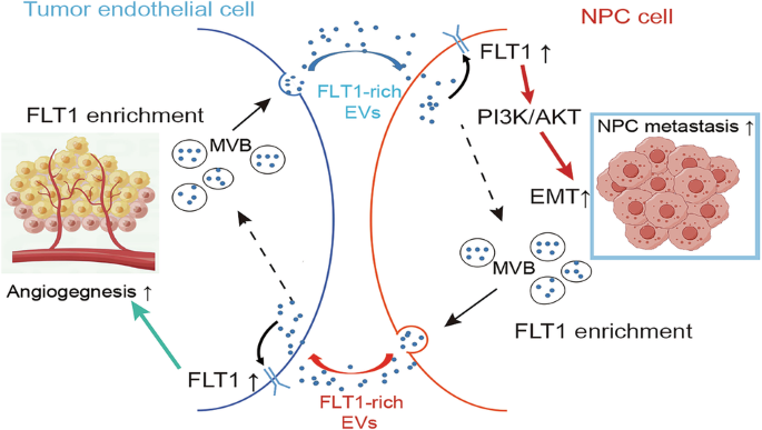 FLT1-enriched extracellular vesicles induce a positive feedback loop between nasopharyngeal carcinoma cells and endothelial cells to promote angiogenesis and tumour metastasis