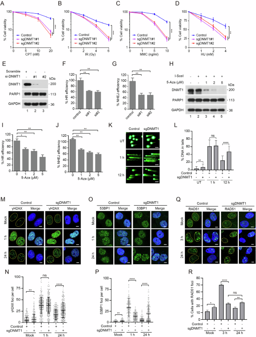 DNMT1 is required for efficient DSB repair and maintenance of replication fork stability, and its loss reverses resistance to PARP inhibitors in cancer cells