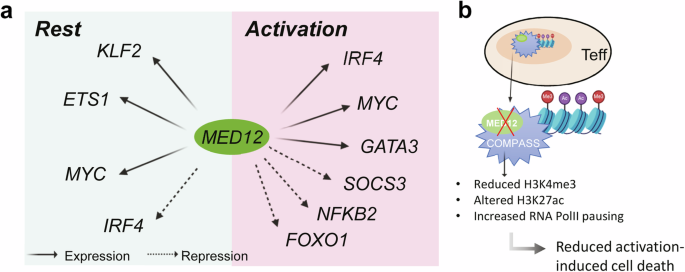From CRISPR screens to circuits: identifying key regulators in T cell activation and state transitions