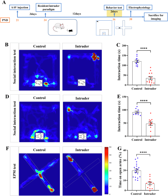 Auditory cortical neurons are recruited to encode fear signals and anxiety by neuroligin-3-mediated synapse formation