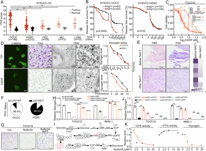 Glycogen stores mediated by the p53-GYS1 feedback circuit engenders platinum resistance in ovarian clear cell carcinoma