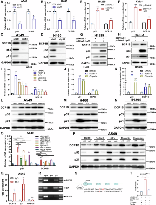 p53 transcriptionally activates DCP1B to suppress tumor progression and enhance tumor sensitivity to PI3K blockade in non-small cell lung cancer