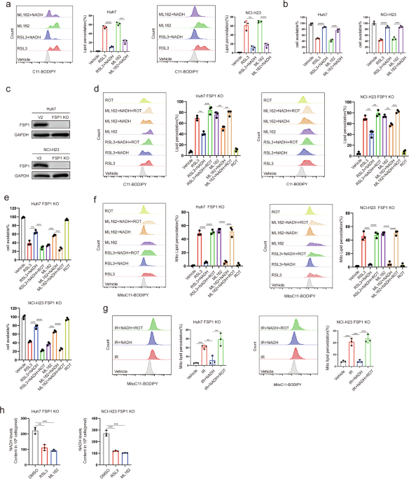 Inhibition of mitochondrial complex I induces mitochondrial ferroptosis by regulating CoQH2 levels in cancer
