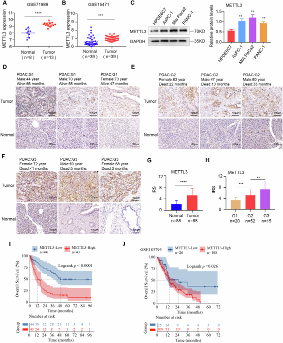 TRIM21-mediated METTL3 degradation promotes PDAC ferroptosis and enhances the efficacy of Anti-PD-1 immunotherapy
