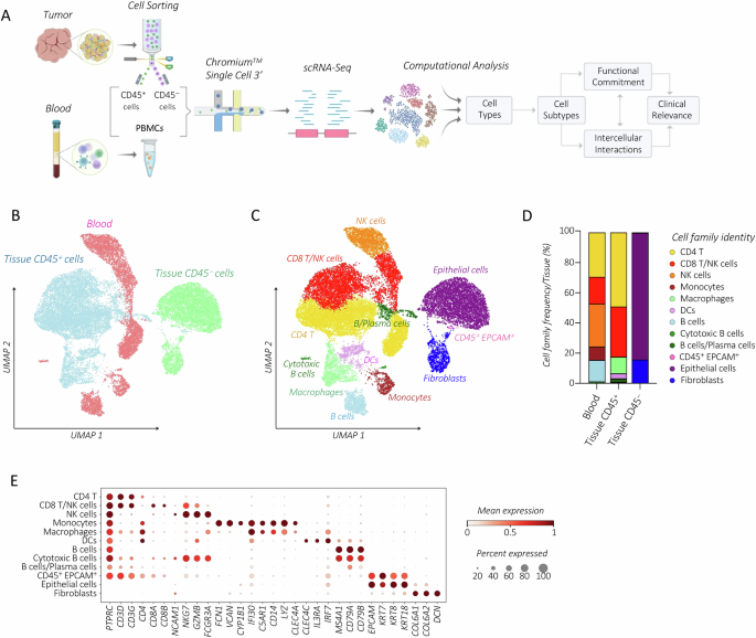 Immune evasion mechanisms in early-stage I high-grade serous ovarian carcinoma: insights into regulatory T cell dynamics
