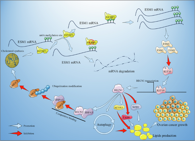 IGF2BP3/ESM1/KLF10/BECN1 positive feedback loop: a novel therapeutic target in ovarian cancer via lipid metabolism reprogramming