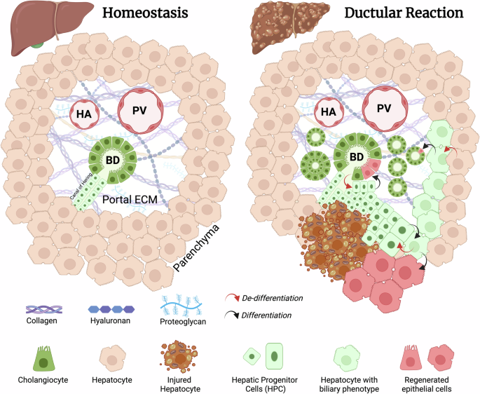 Microenvironmental control of the ductular reaction: balancing repair and disease progression