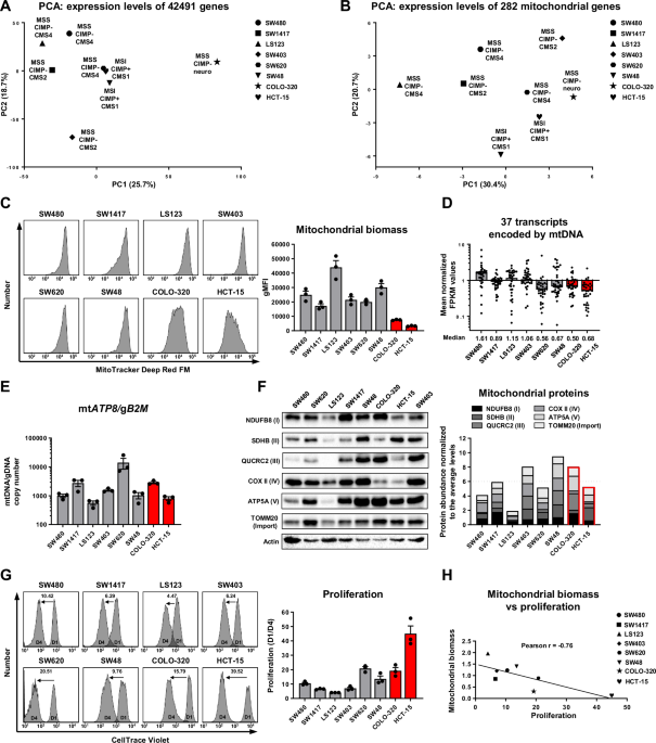 Mitochondrial, metabolic and bioenergetic adaptations drive plasticity of colorectal cancer cells and shape their chemosensitivity