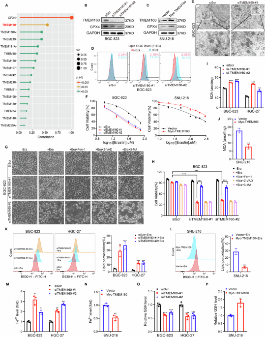 TMEM160 inhibits KEAP1 to suppress ferroptosis and induce chemoresistance in gastric cancer