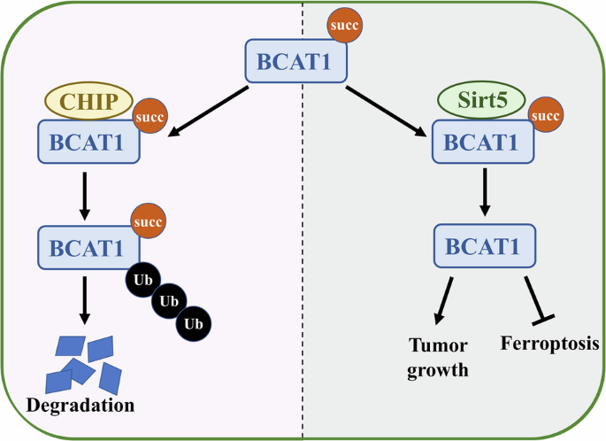SIRT5-mediated BCAT1 desuccinylation and stabilization leads to ferroptosis insensitivity and promotes cell proliferation in glioma