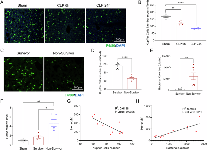 The role of heme in sepsis induced Kupffer cell PANoptosis and senescence