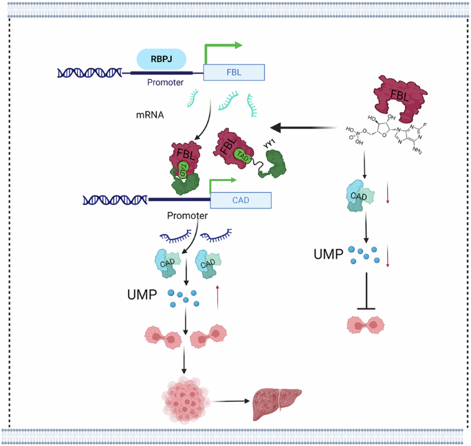 FBL promotes hepatocellular carcinoma tumorigenesis and progression by recruiting YY1 to enhance CAD gene expression