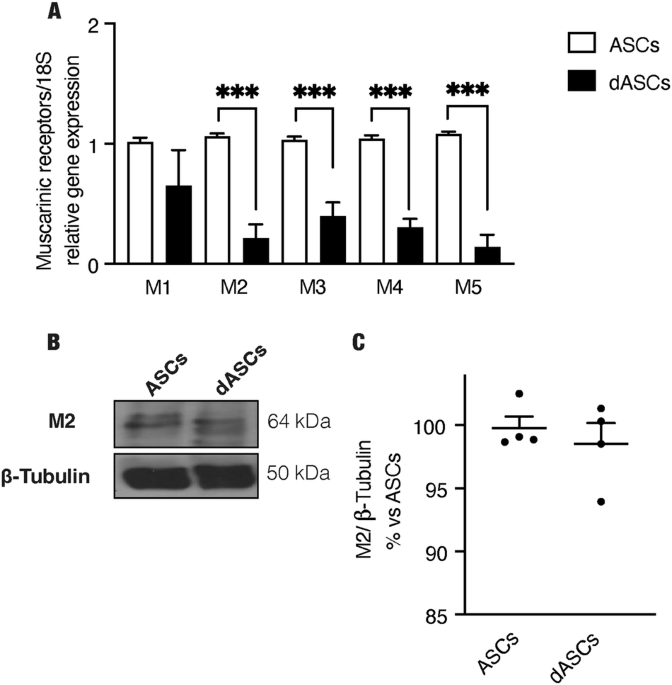 Acetylcholine muscarinic M2 receptor maintains human Schwann-like adipose-derived phenotype in the absence of differentiating medium