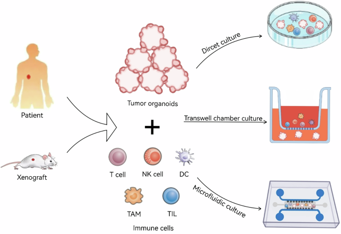 Tumor organoid-immune co-culture models: exploring a new perspective of tumor immunity