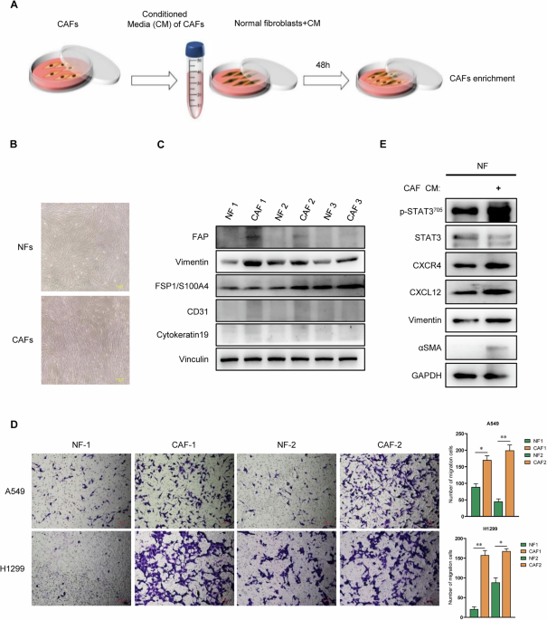CXCL12 alone is enough to Reprogram Normal Fibroblasts into Cancer-Associated Fibroblasts