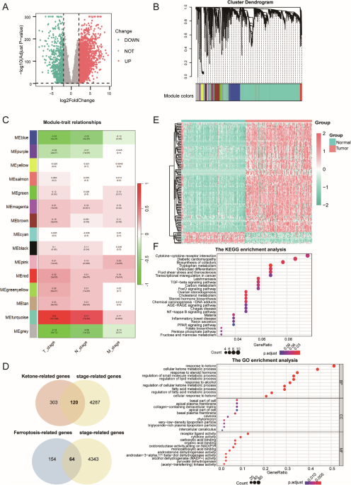 Integrative insights into the role of CAV1 in ketogenic diet and ferroptosis in pancreatic cancer