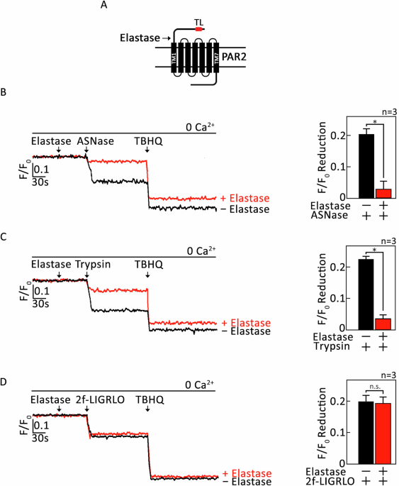 L-asparaginase is a PAR2 N-terminal protease that unmasks the PAR2 tethered ligand
