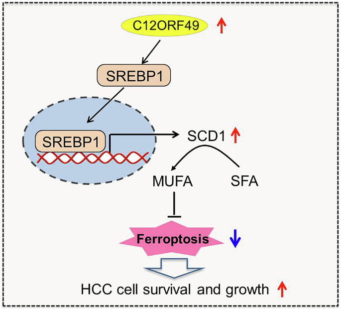 C12ORF49 inhibits ferroptosis in hepatocellular carcinoma cells via reprogramming SREBP1/SCD1-mediated lipid metabolism