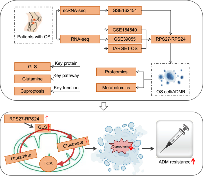 Single-cell multi-omics elucidates the role of RPS27-RPS24 fusion gene in osteosarcoma chemoresistance and metabolic regulation
