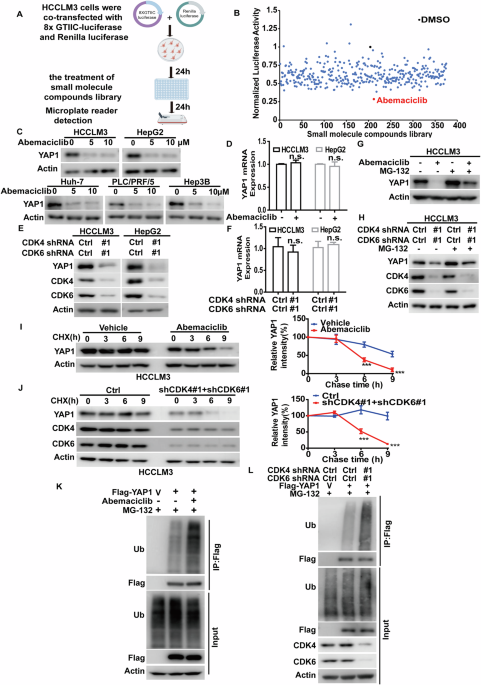 CDK4/6-mediated phosphorylation of DUB3 promotes YAP1 stability and hepatocellular carcinoma progression