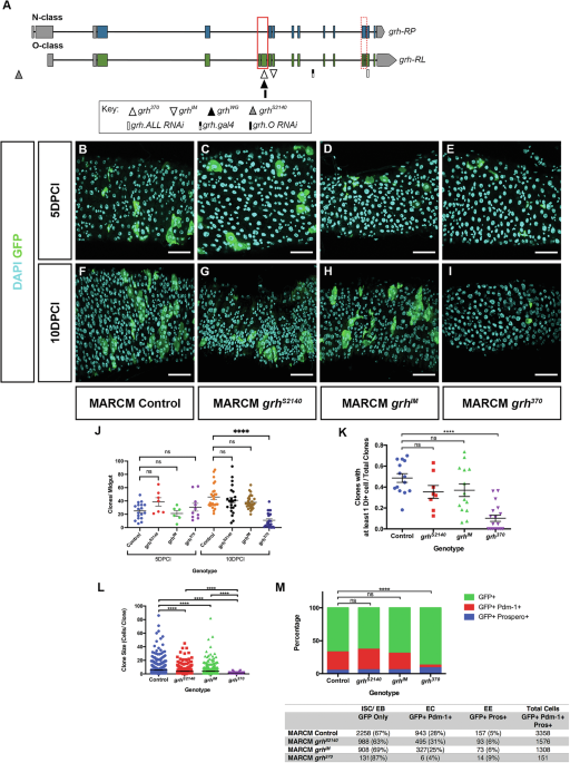 Alternate Grainy head isoforms regulate Drosophila midgut intestinal stem cell differentiation