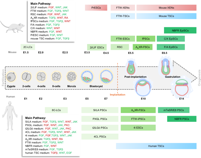 The building blocks of embryo models: embryonic and extraembryonic stem cells