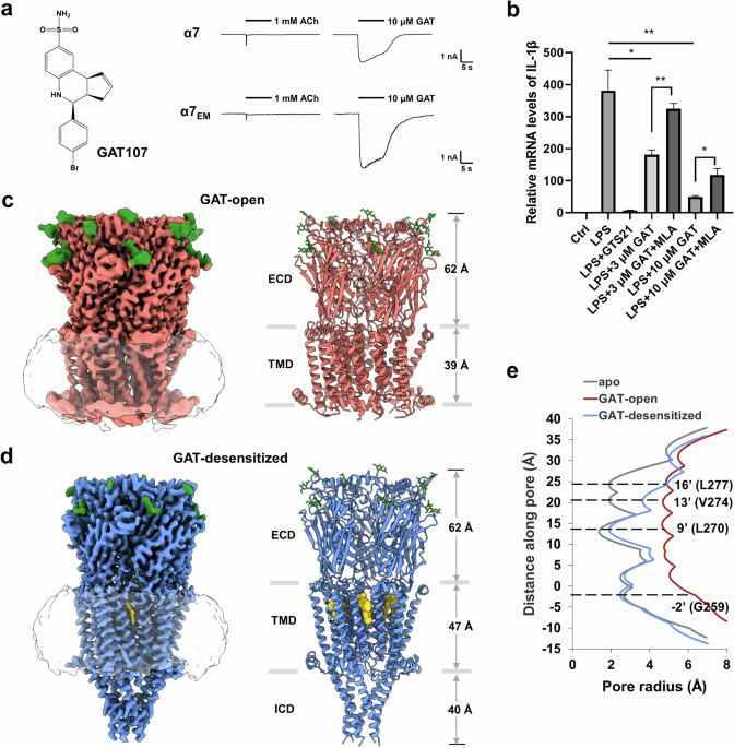 Structural basis for allosteric agonism of human α7 nicotinic acetylcholine receptors