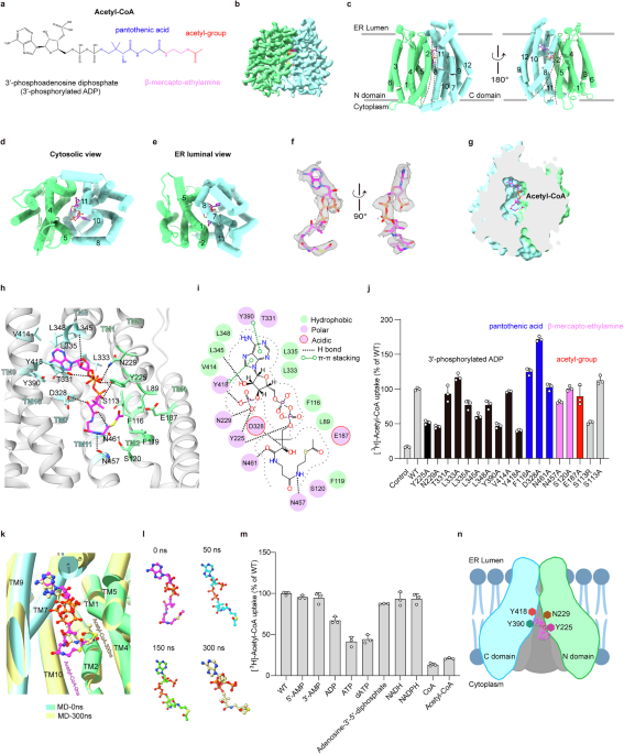Mechanistic insights into the acetyl-CoA recognition by SLC33A1