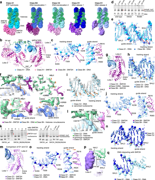 Mechanisms of chromatin remodeling by the human Snf2-type ATPase SNF2H