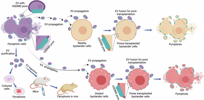 Gasdermin D pores hitch a ride: extracellular vesicles spread pyroptosis