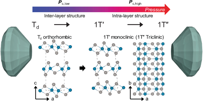 High-pressure phases of van der Waals Weyl semimetal transition metal ditellurides