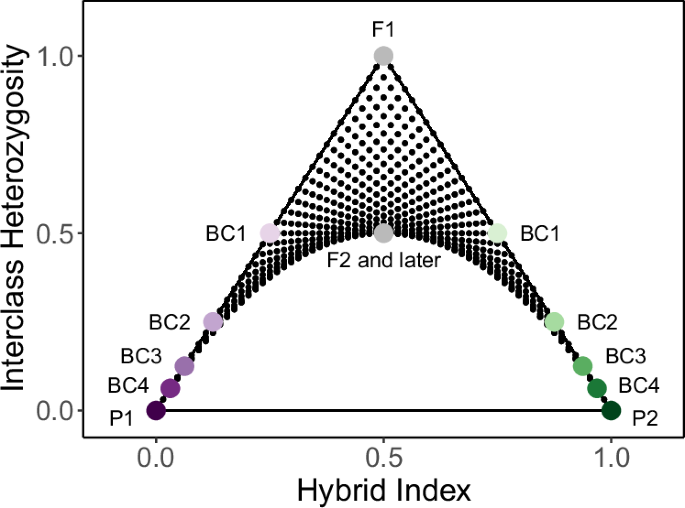 triangulaR: an R package for identifying AIMs and building triangle plots using SNP data from hybrid zones