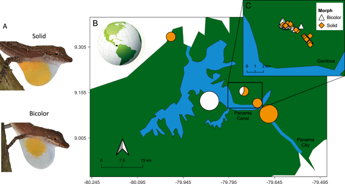 The genetic basis of a colorful signal: the polymorphic dewlap of the slender anole (Anolis apletophallus)