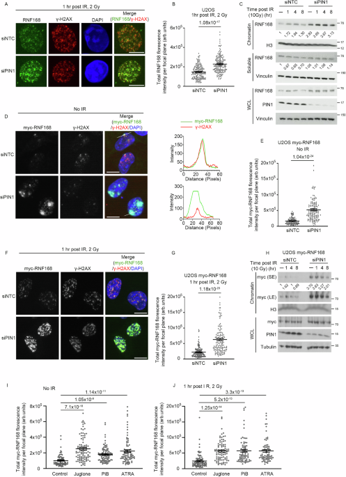PIN1-SUMO2/3 motif suppresses excessive RNF168 chromatin accumulation and ubiquitin signaling to promote IR resistance